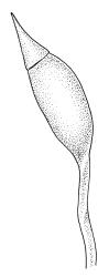Sclerodontium pallidum, capsule, dry. Drawn from J.E. Beever 22-64, CHR 104668.
 Image: R.C. Wagstaff © Landcare Research 2018 